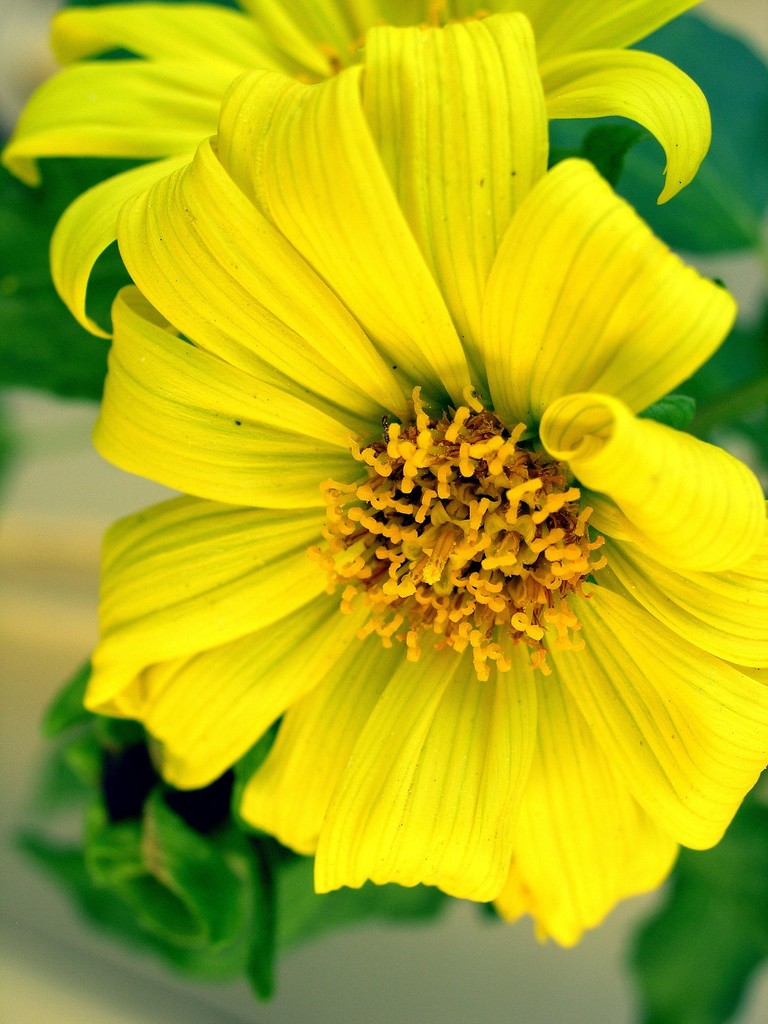 Venegasia