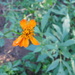 Bidens sambucifolia - Photo (c) Eric Hough, some rights reserved (CC BY-NC), uploaded by Eric Hough