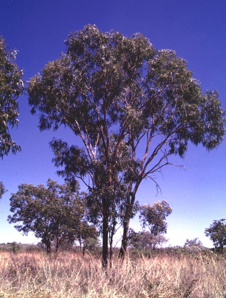 Eucalyptus patellaris 2