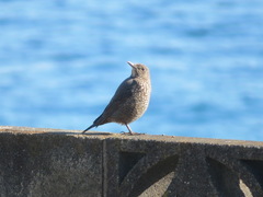 Monticola solitarius philippensis