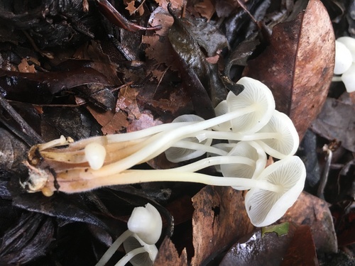 Marasmius pellucidus image