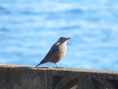 Monticola solitarius philippensis