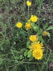 Berkheya setifera