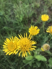 Berkheya setifera