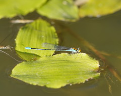 Pseudagrion aureofrons
