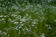 Erigeron annuus