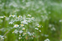 Erigeron annuus