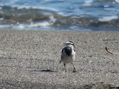 Motacilla alba lugens