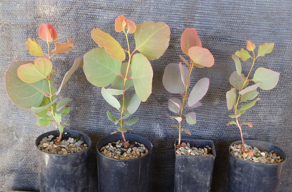 Eucalyptus oligantha 4