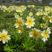 Primula dickieana - Photo (c) enahmat, some rights reserved (CC BY-NC), uploaded by enahmat