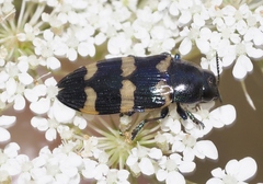 Castiarina rectifasciata