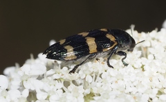 Castiarina rectifasciata