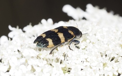 Castiarina rectifasciata