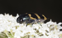 Castiarina rectifasciata