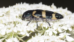 Castiarina rectifasciata