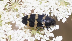 Castiarina rectifasciata