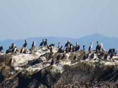 Phalacrocorax capillatus