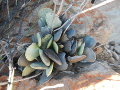 Adromischus triflorus