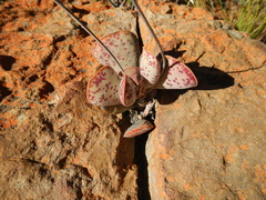 Adromischus triflorus