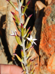 Adromischus triflorus