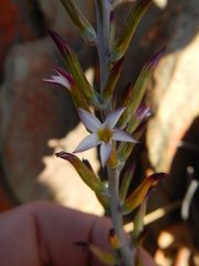Adromischus triflorus