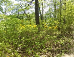 Rhododendron luteum