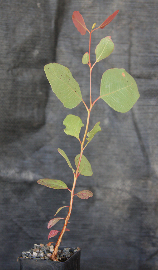 Eucalyptus oligantha 3