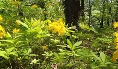 Rhododendron luteum