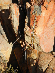 Adromischus triflorus