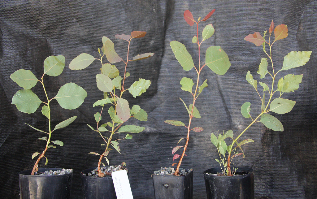 Eucalyptus oligantha 2