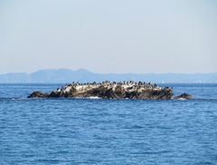 Phalacrocorax capillatus