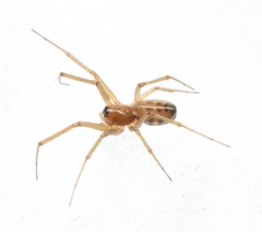 Neriene variabilis