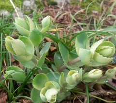 Hylotelephium caucasicum