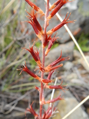 Adromischus filicaulis