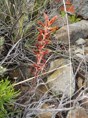Adromischus filicaulis