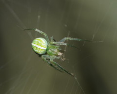 Araneus ginninderranus