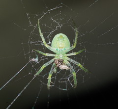Araneus ginninderranus