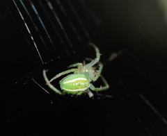 Araneus ginninderranus