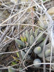 Adromischus filicaulis