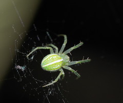 Araneus ginninderranus