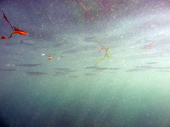 Hyporhamphus ihi