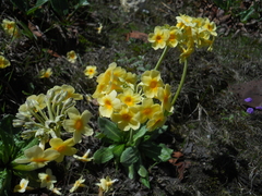 Primula strumosa