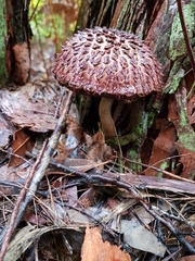 Boletellus deceptivus