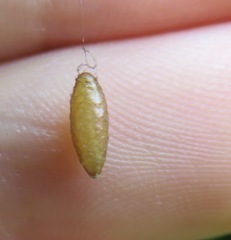 Meteorus pulchricornis