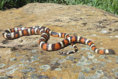 Lampropeltis zonata