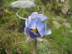 Meconopsis