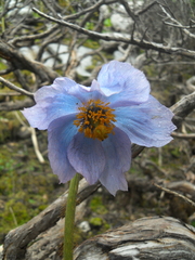 Meconopsis
