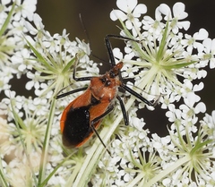Gminatus