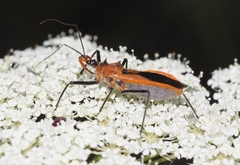 Gminatus