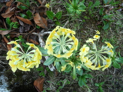 Primula strumosa